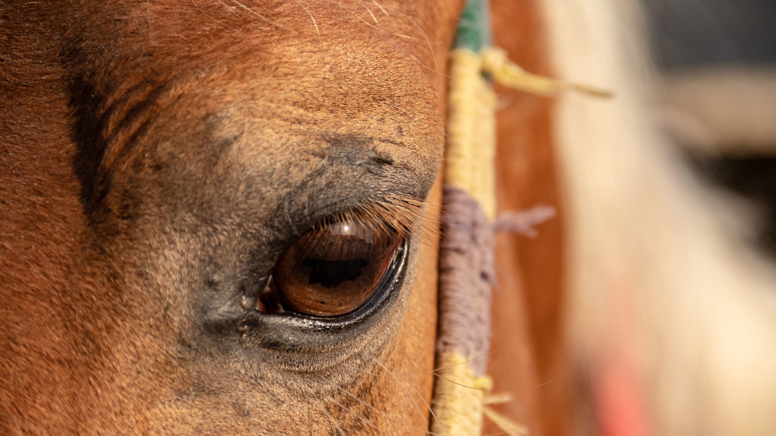 Hayavadana Promo Image, the close up of a brown cow's eye